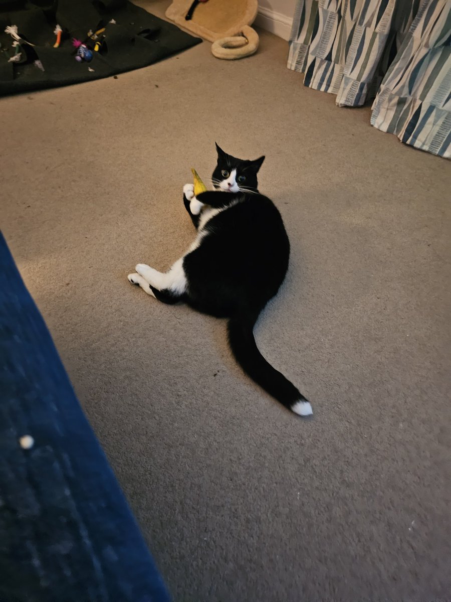 TrinityandTilly 🐱🏰🐉🏴󠁧󠁢󠁷󠁬󠁳󠁿 tweet media