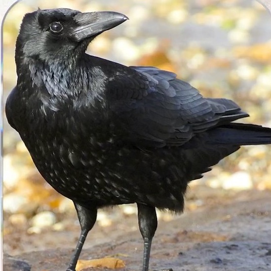 Lavie 💜 Artist & beta reader tweet media