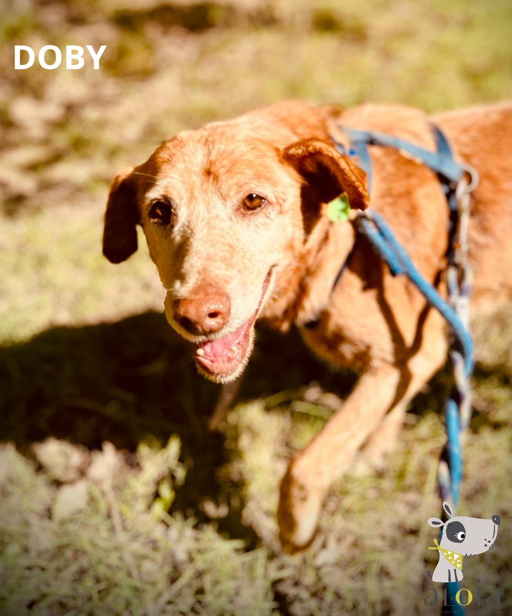 SOS Abuelos tweet media