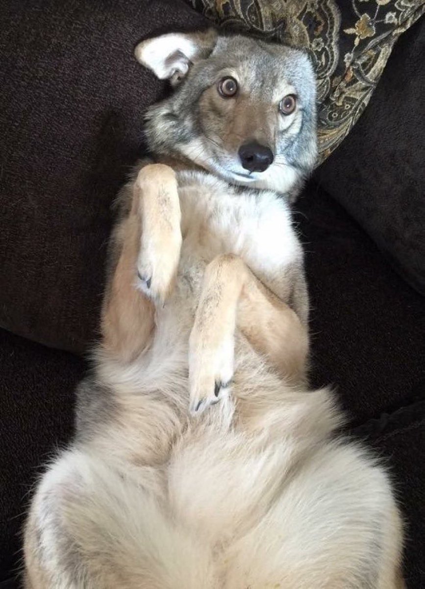 Scouty!!! 🎻 tweet media