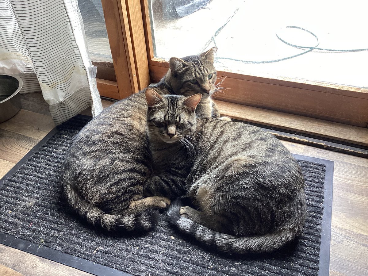 clove🍀 tweet media