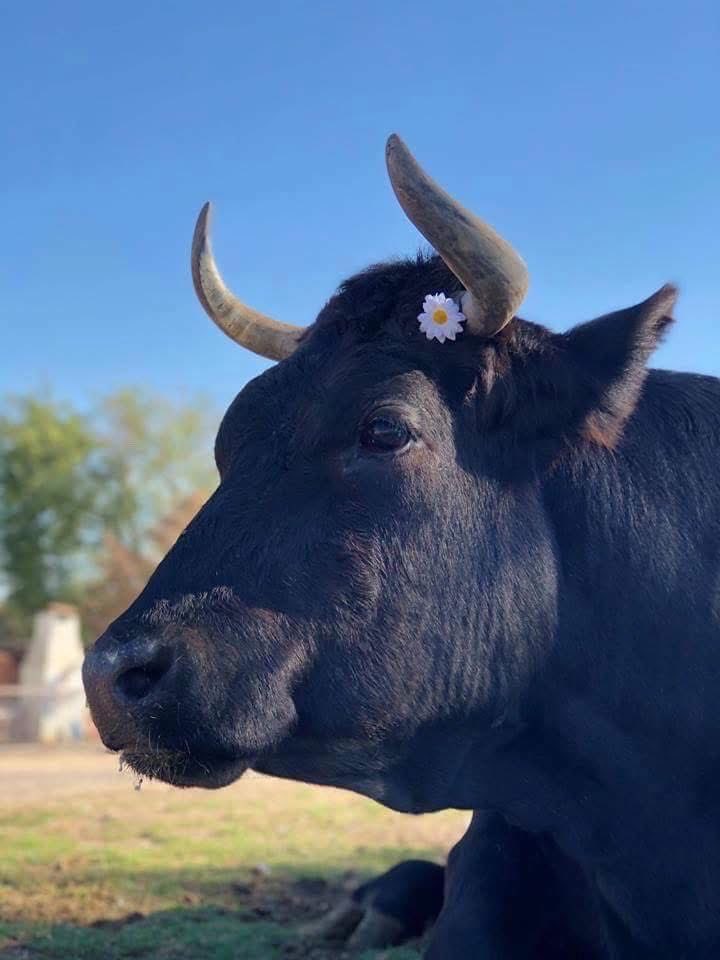 Santuario Vegan tweet media