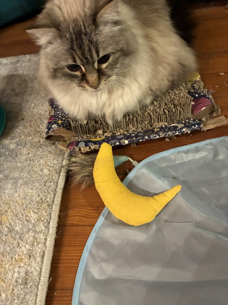 Olive&Greta&Cory tweet media