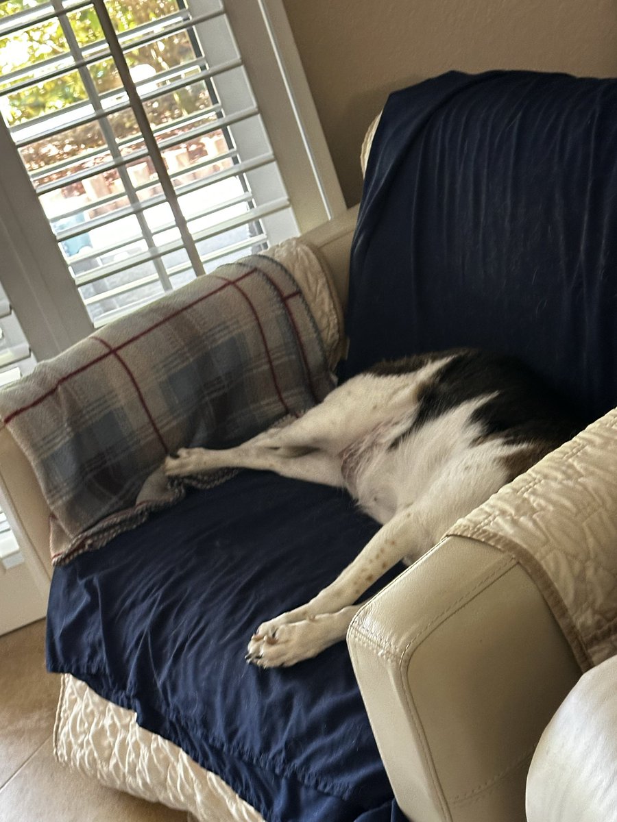 Bailey the beagle 🐶🐾💜 tweet media