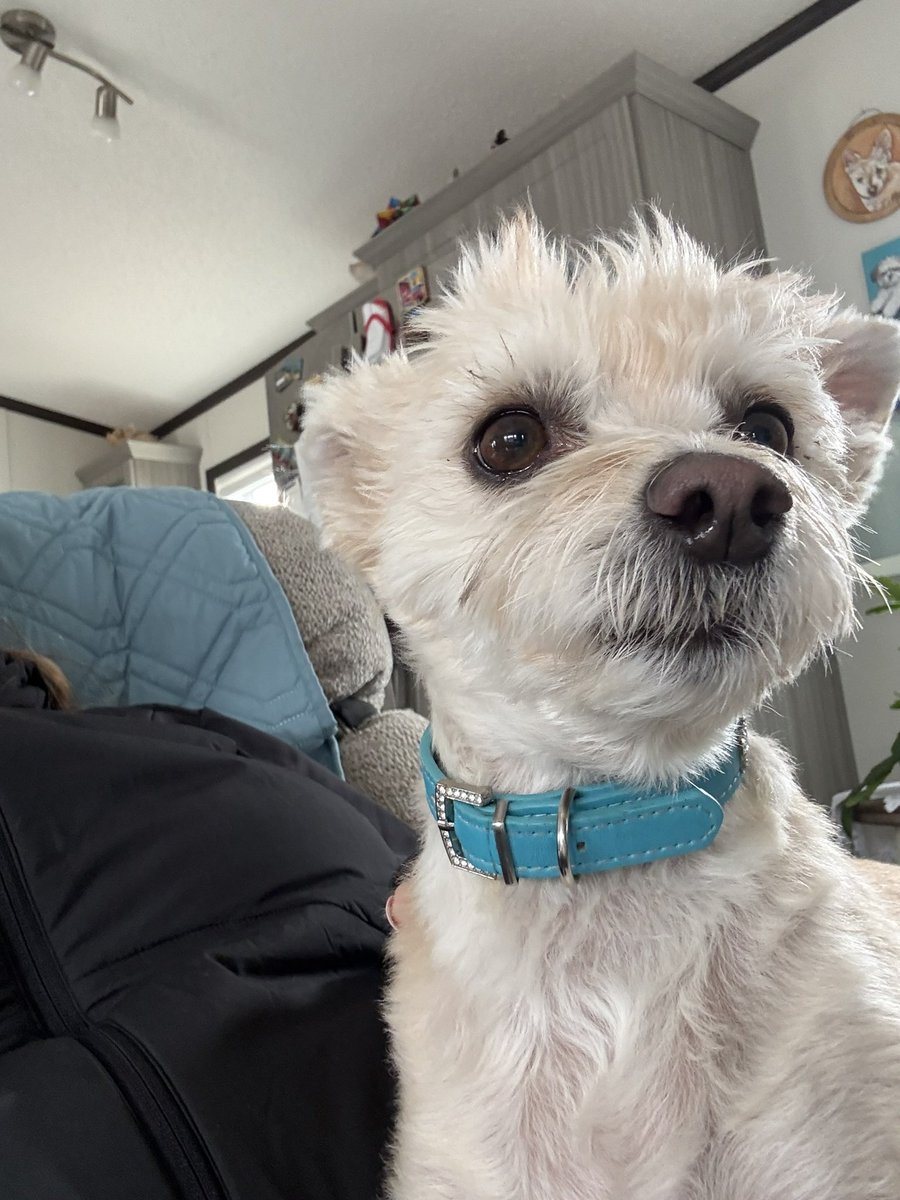 Cory & Gio 🐾🇨🇦 tweet media