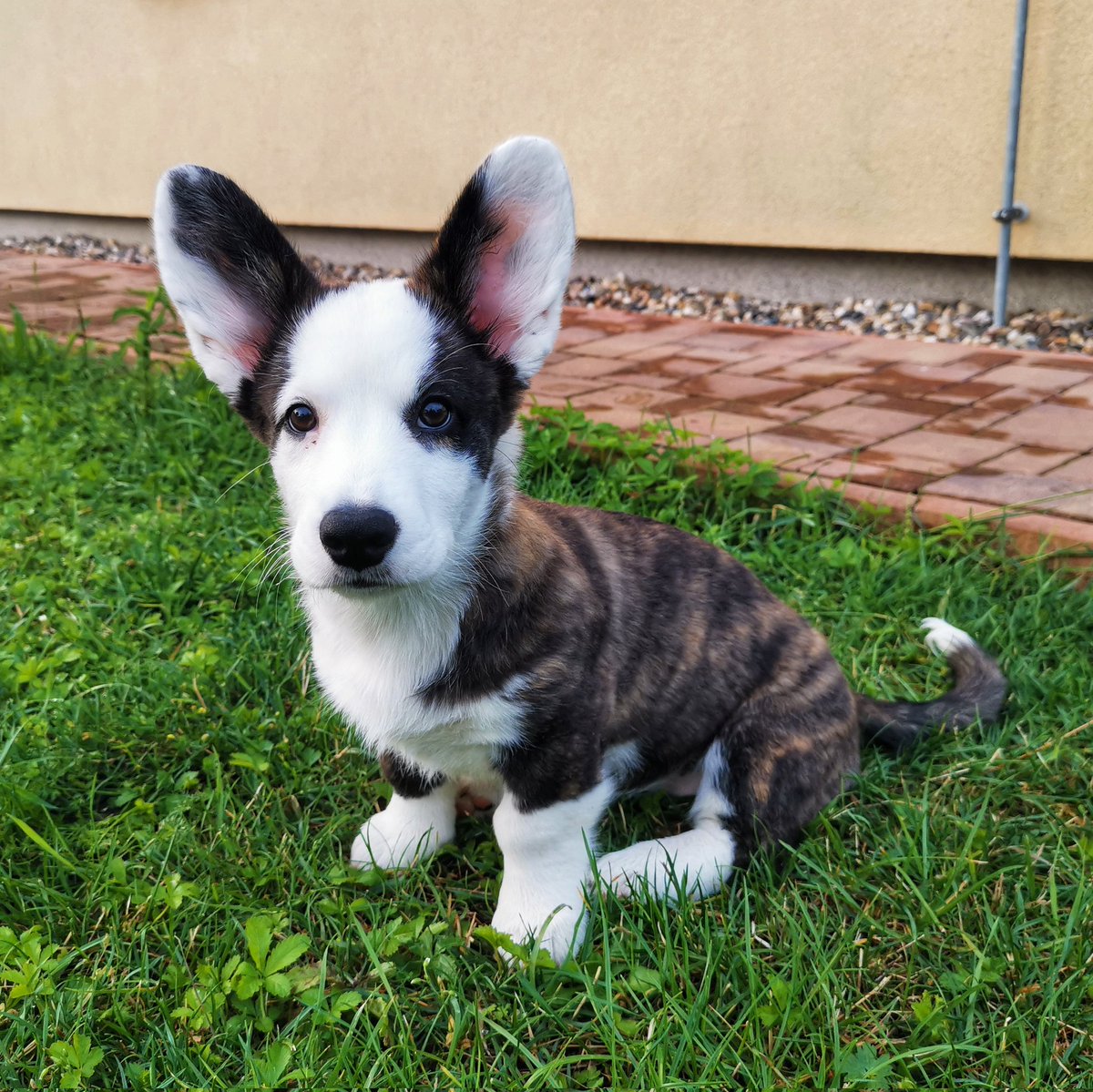 MrsBunny 🦁 tweet media