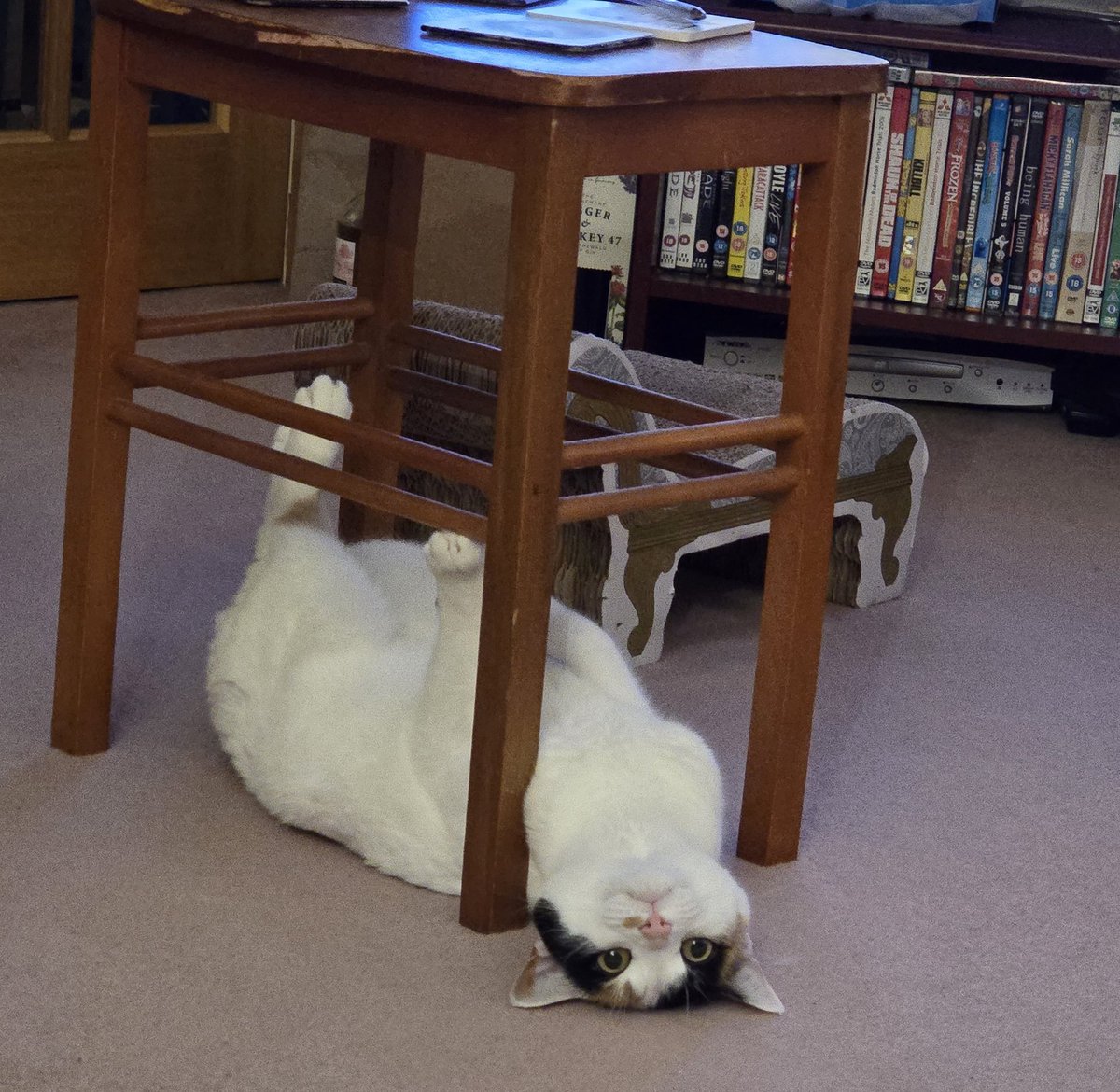 Jeni-the-Dragon tweet media