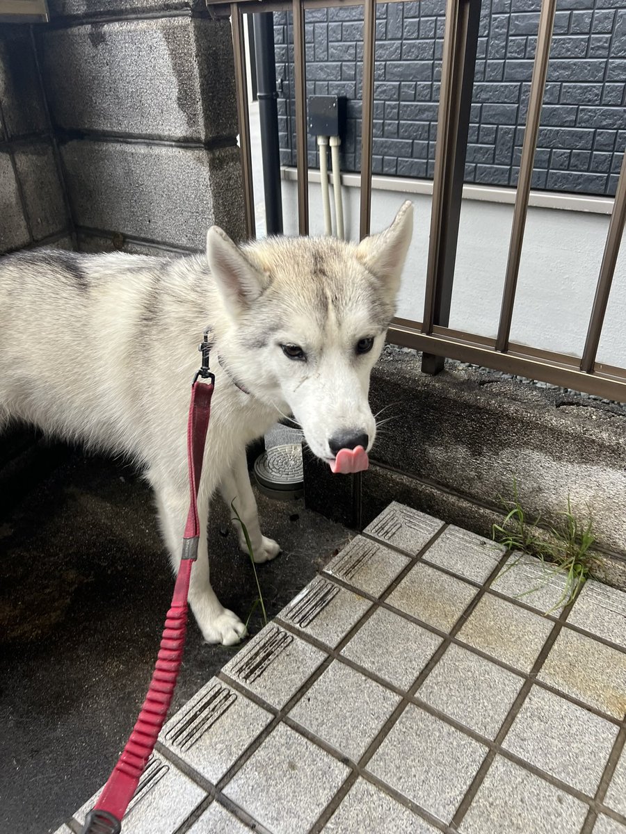 しろわんこ tweet media