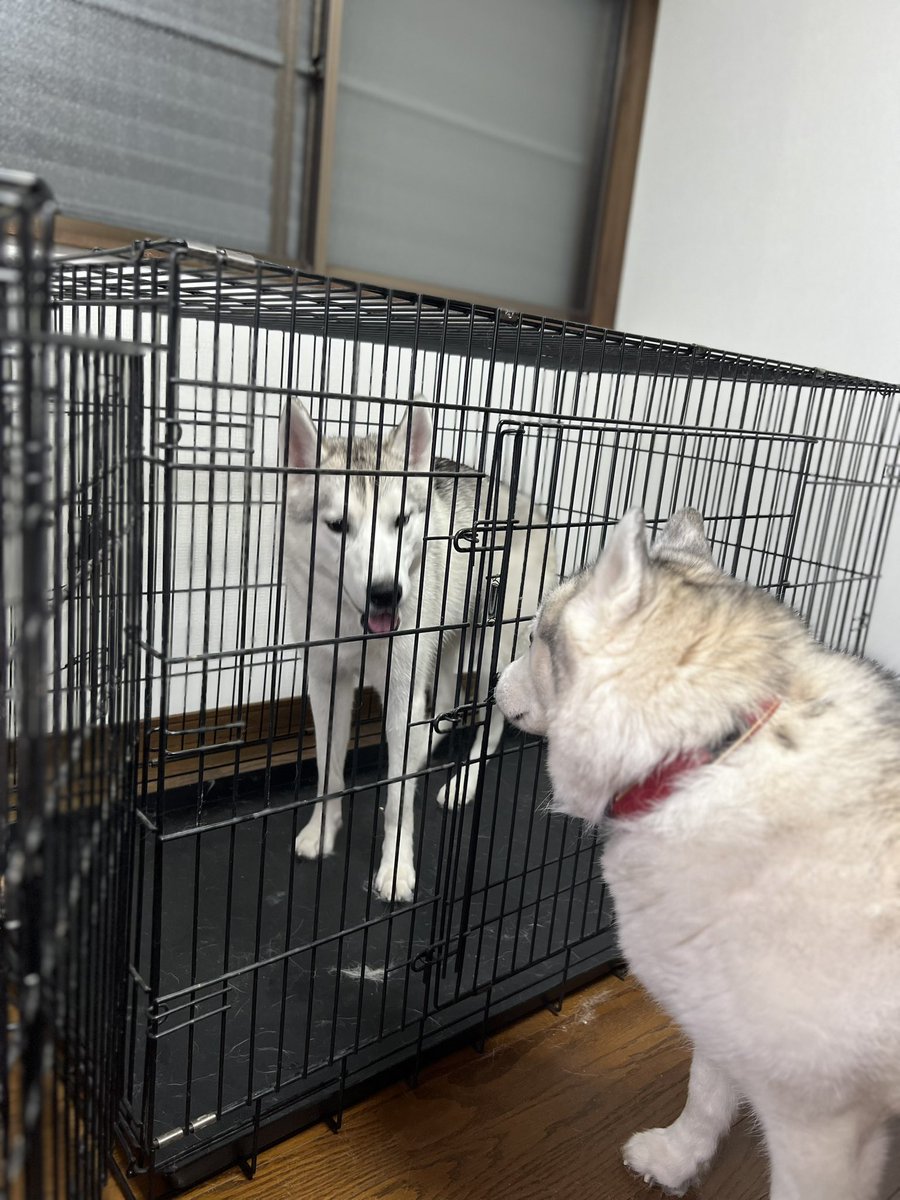 しろわんこ tweet media