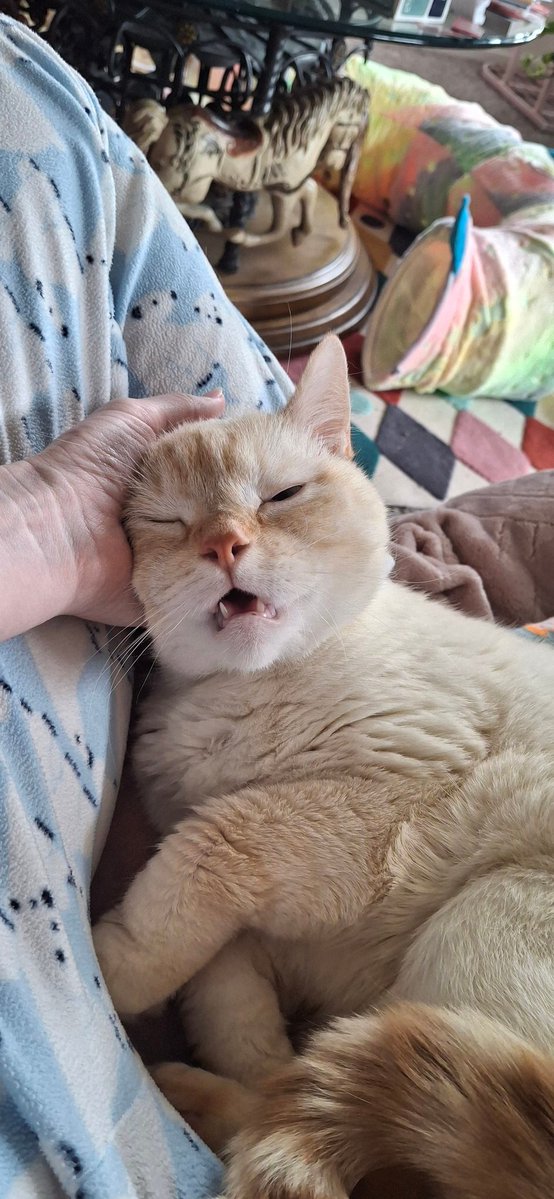 baby dog tweet media