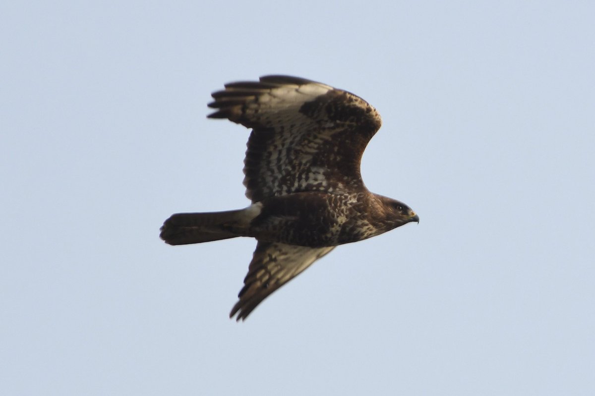 Phil Burnside tweet media