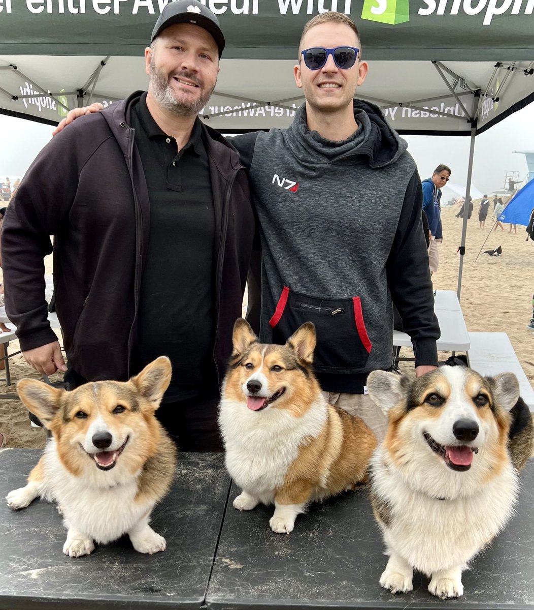 Winston Corgi Dog tweet media