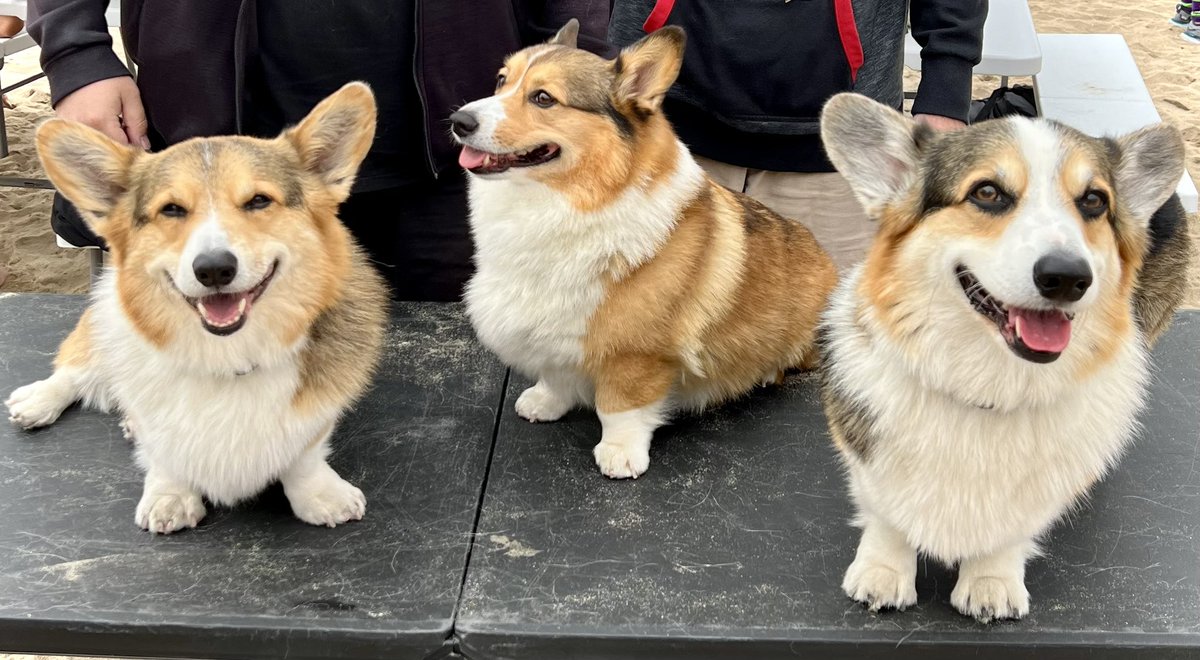 Winston Corgi Dog tweet media