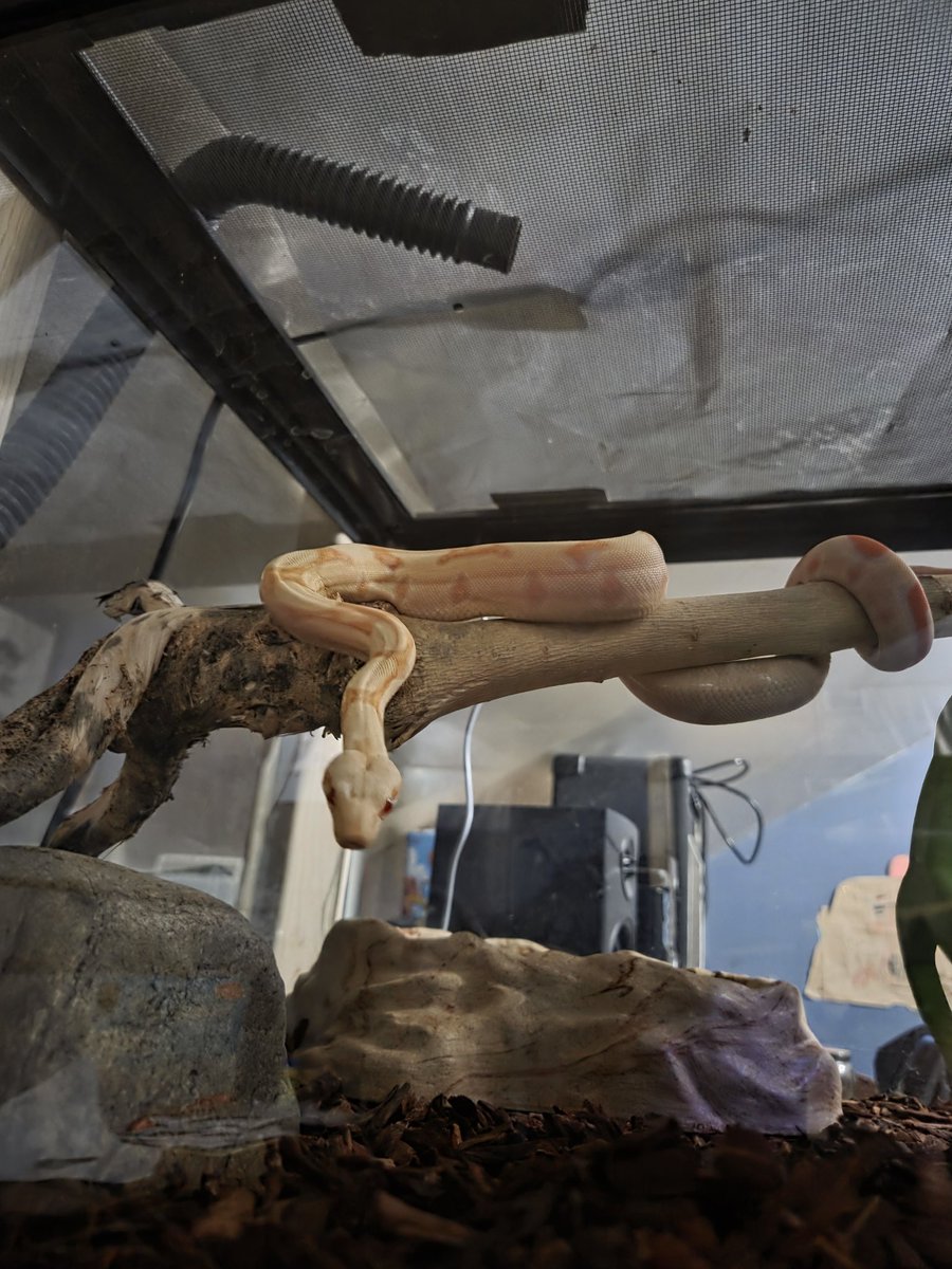 Richie 🇺🇸 tweet media