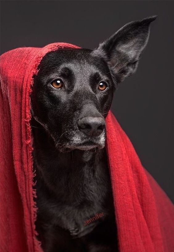 ᵢₗ Fₐᵣₐₒₙₑ 🌓 tweet media