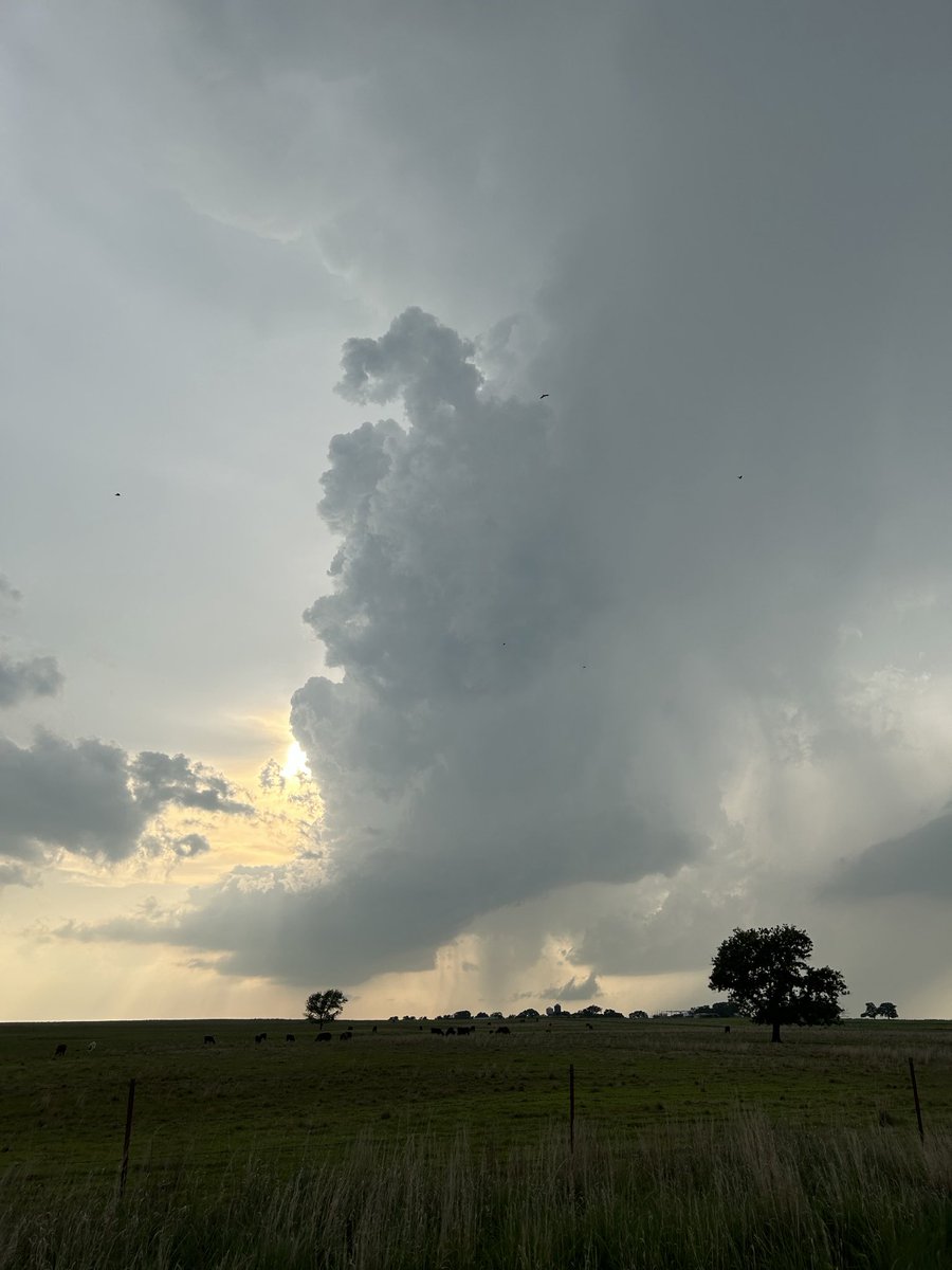 Carmen Palermo tweet media