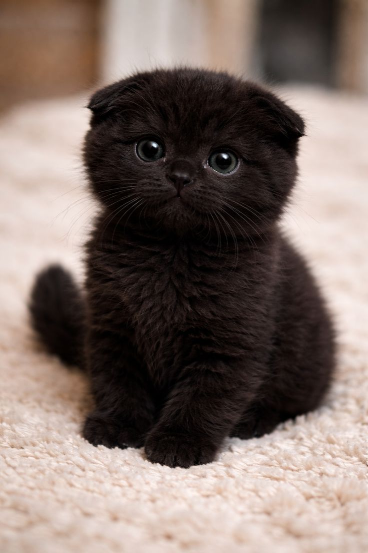 💙🤍❤️Choupie 😸 tweet media