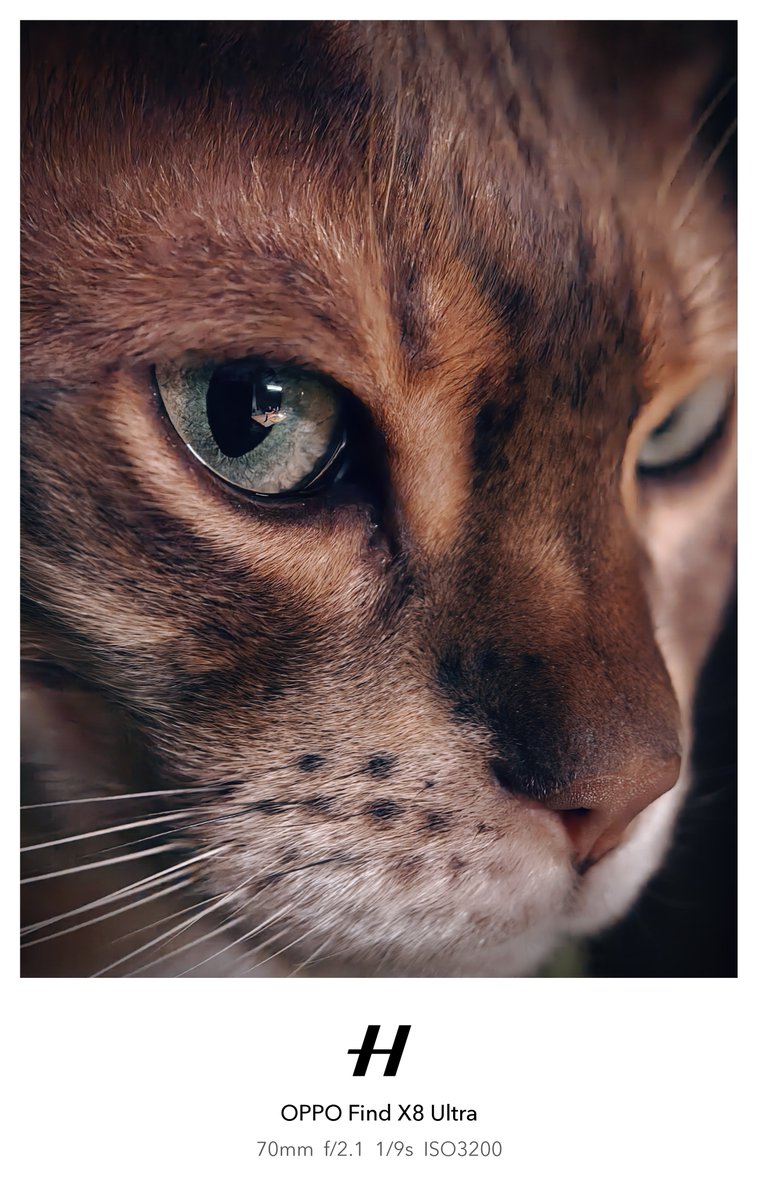 behnke_lars's tweet photo. Low light close-ups of Bandit and Bounty.

#ShotOnSnapdragon #ShotOnOPPO #FindX8Ultra #Hasselblad #HyperToneCameraSystem https://t.co/v61Ligfiyu