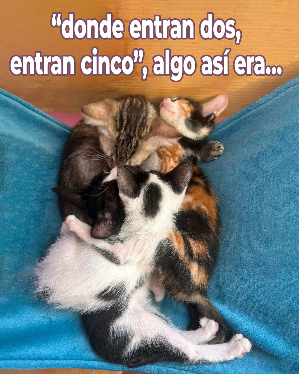 Adoptamiu tweet media