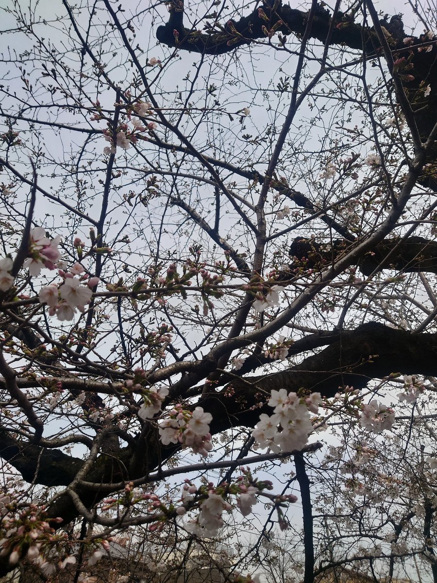 憂♪♪🐯✨はぴまる作者+illustrator✨ tweet media