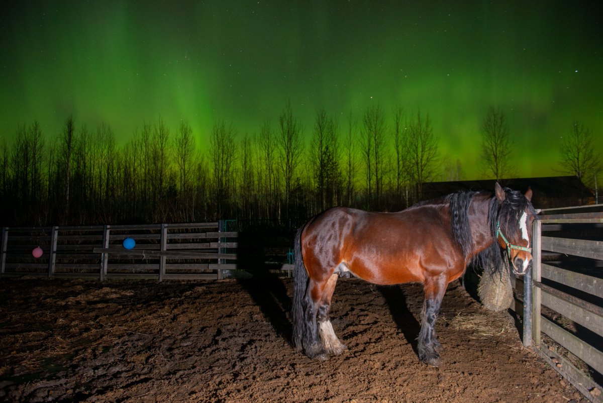 hyperwolf 🐺🐴🌌🛸🇰🇵 tweet media