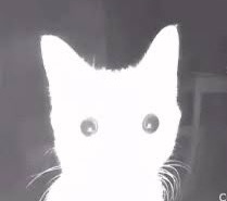 🔇 GαႦყ tweet media