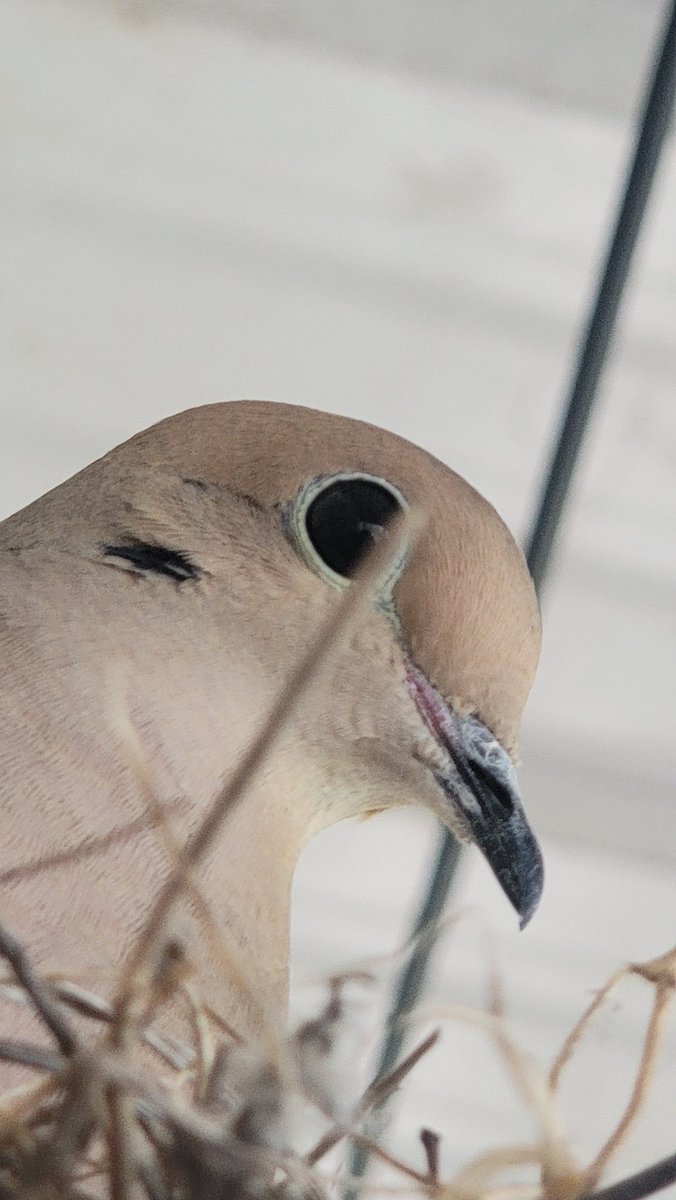 Parrot Royalty tweet media