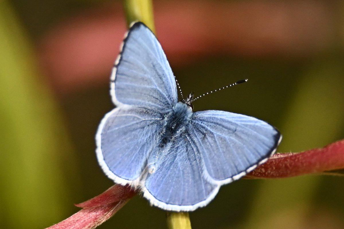 Jonlet raymond tweet media