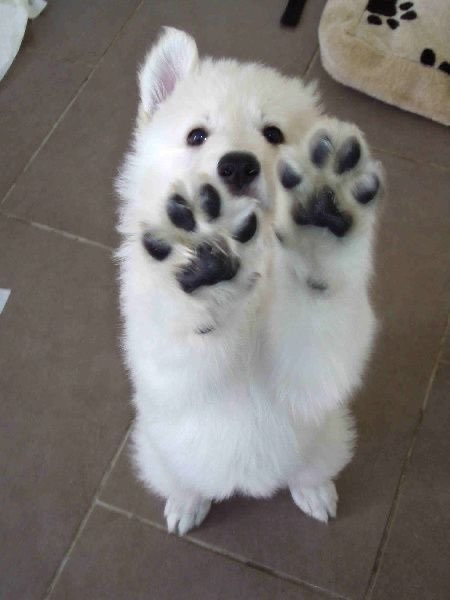lenkabong's tweet photo. what's 6+3
the not so smart dog: https://t.co/JM1llVJDm4