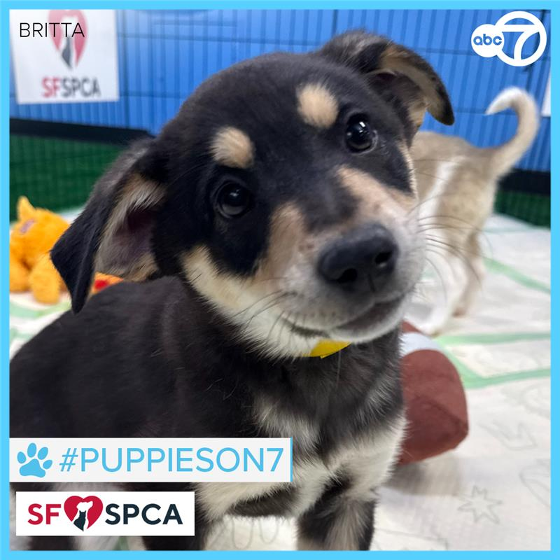 ABC7 News tweet media