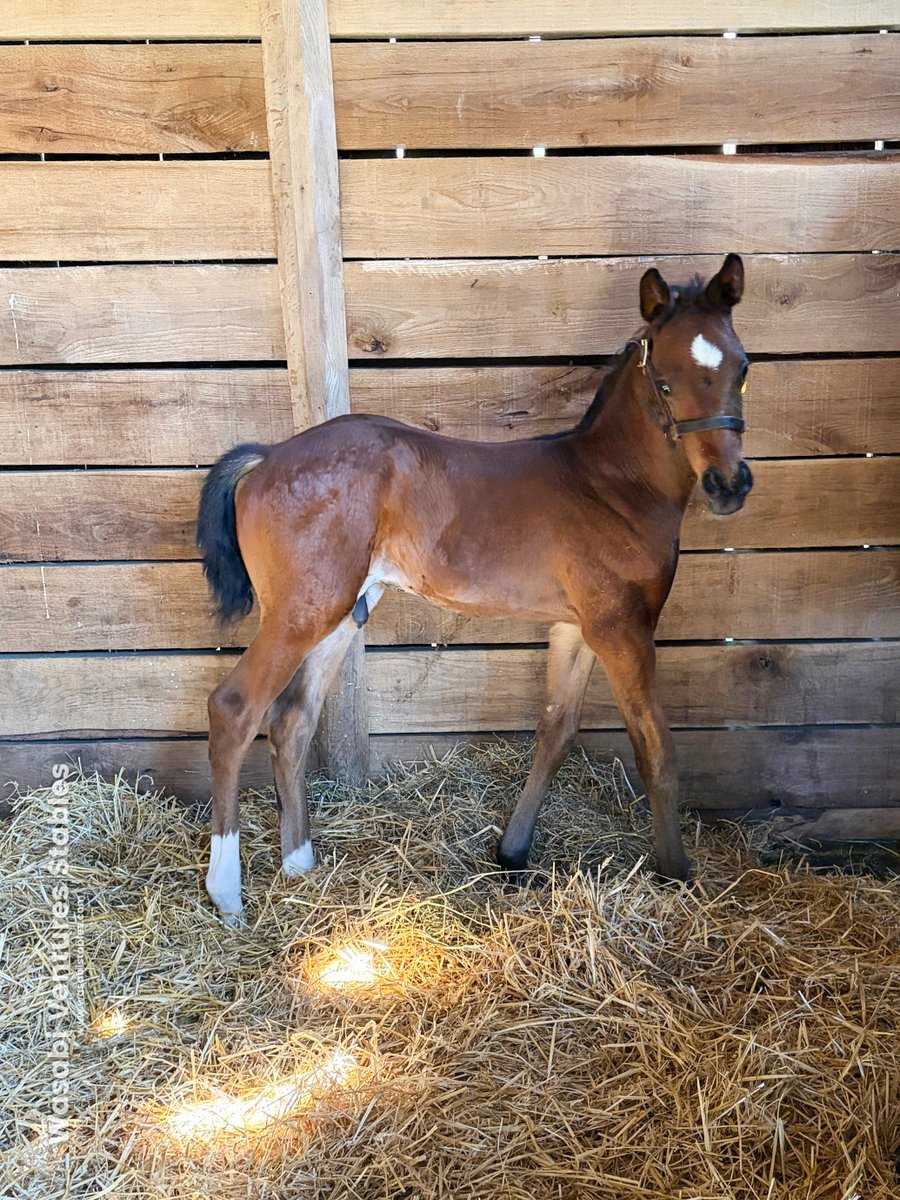 WV Stables tweet media