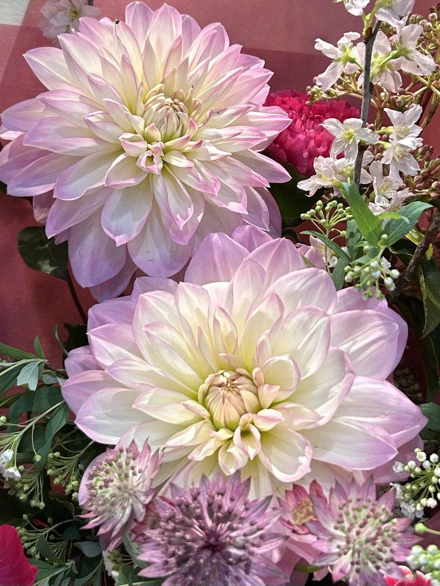 アンシャーリー👩🏻‍🦰❤️🌈🍀 tweet media