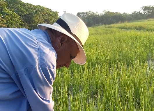 #Guantanamo,  la más oriental de las provincias cubanas, tiene previsto sembrar este año unas mil hectáreas de arroz, su mayor cifra histórica. En ese esfuerzo sobresale el municipio homónimo y el de Caimanera, así como la cooperativa Enrique Campos, en La Jabilla.
<a href="/PrensaGtmo/">Periódico Venceremos</a>