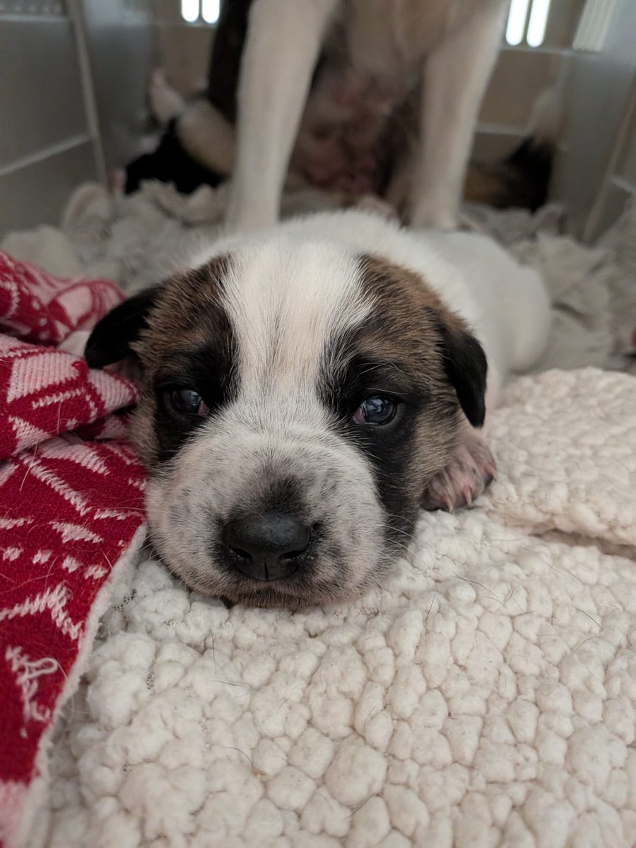 Second Chance Animal Rescue Society (SCARS) tweet media