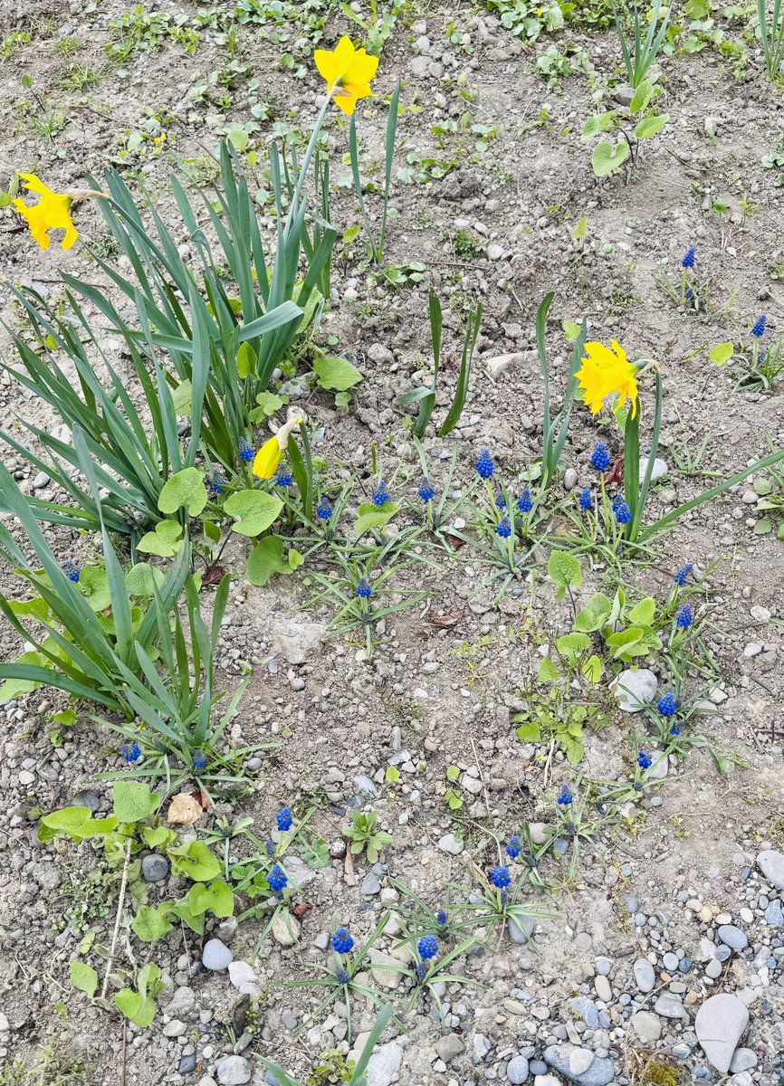 🍔🥨辣味吉士堡🥨🍔 tweet media