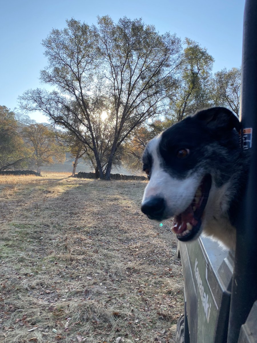 CalResilient's tweet photo. Ranch dogs at work. 🐾 #California wouldn’t run without them. Happy Pup Day! https://t.co/bXdnzLVGxx