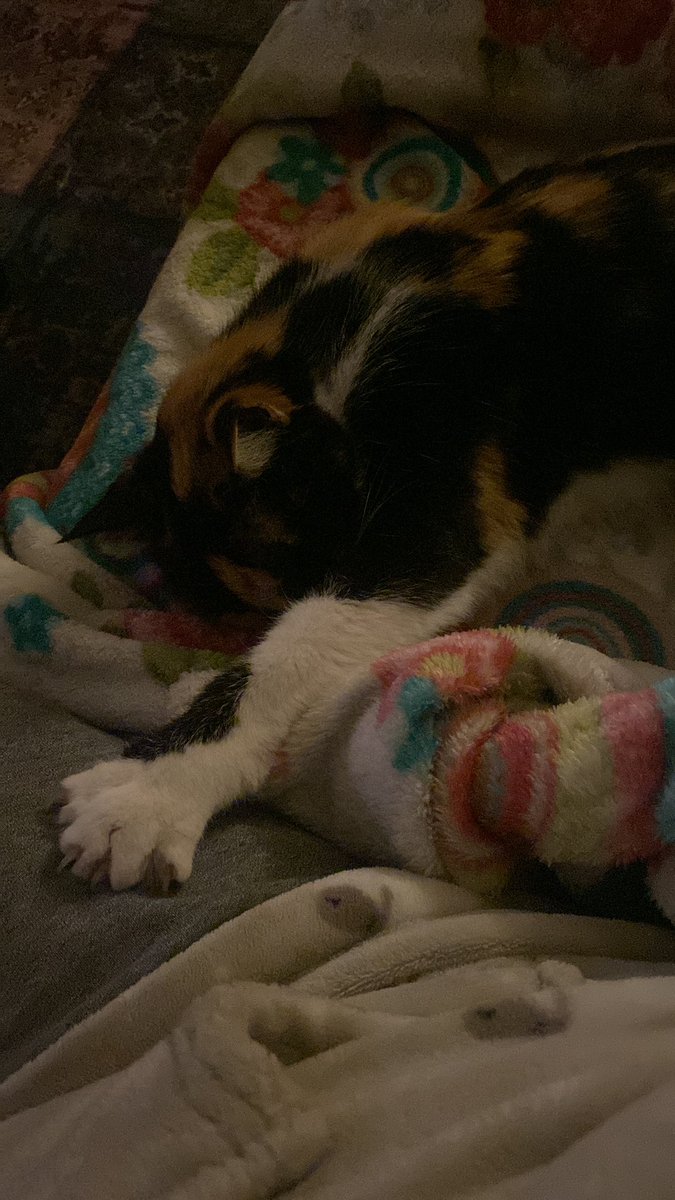 Alessandra Navetto tweet media