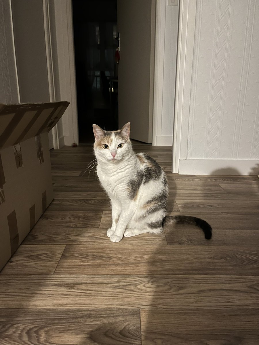 toupie bébé tweet media