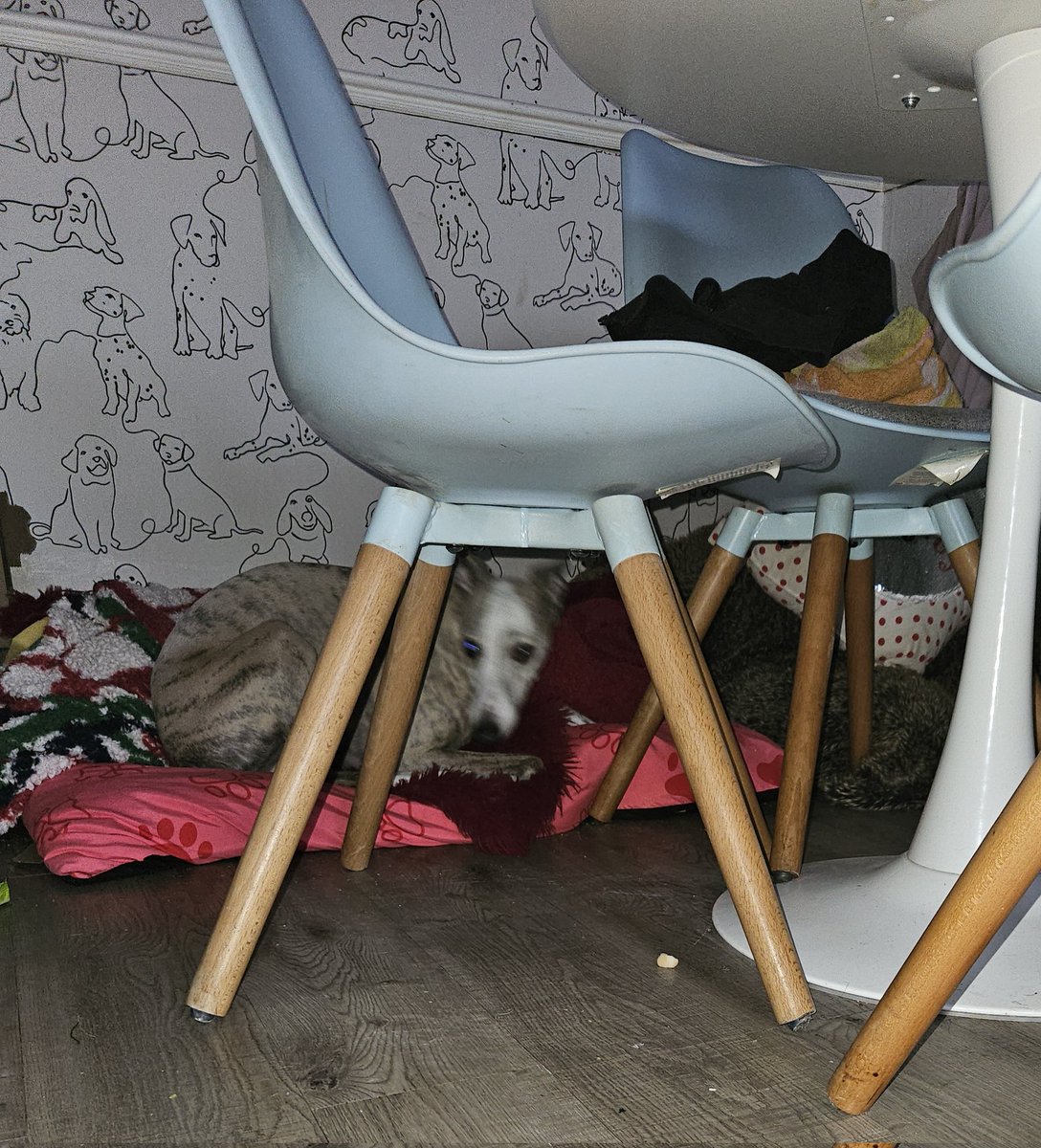 Cooper and Jasper whippet and lurcher tweet media