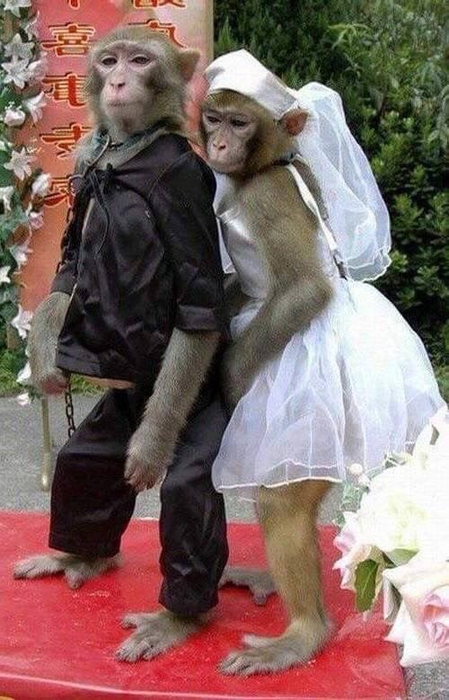 𝐎𝐒𝐀𝐌𝐀 tweet media