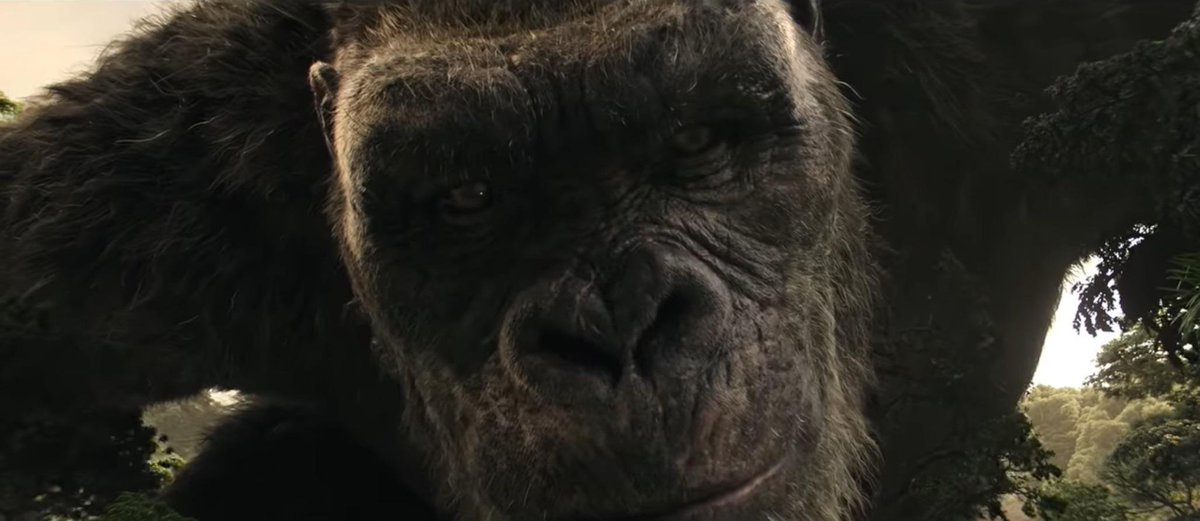 gorillageek27 (ape fan) tweet media