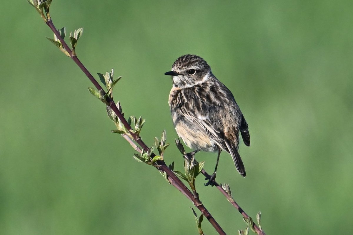 Jonlet raymond tweet media