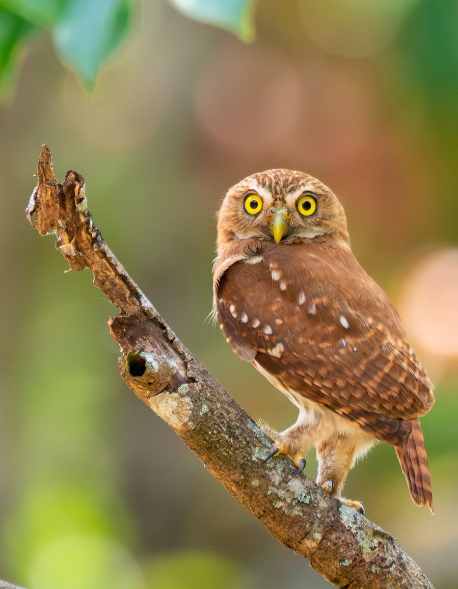 Barcelona Birding Point tweet media