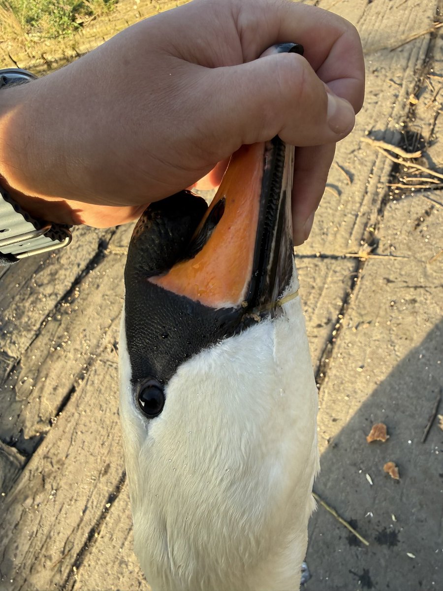 Yorkshire Swan & Wildlife Rescue Hospital tweet media