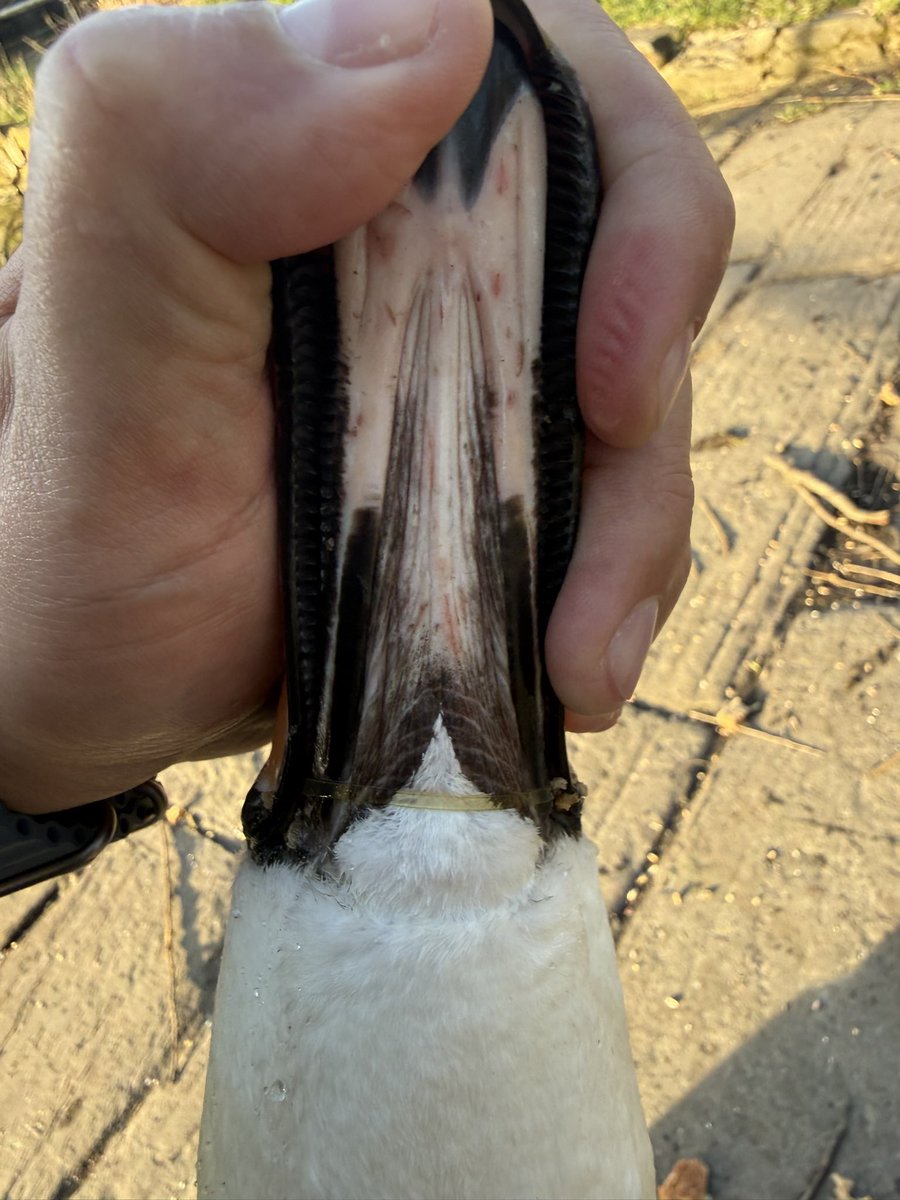 Yorkshire Swan & Wildlife Rescue Hospital tweet media