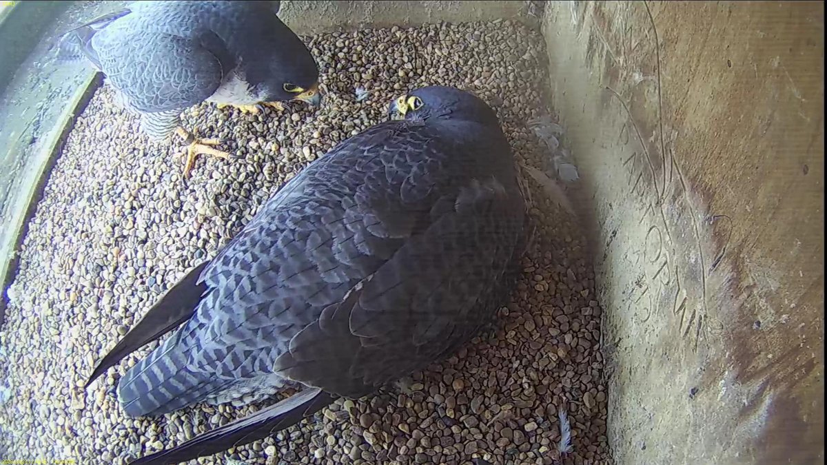 FaB Peregrines tweet media