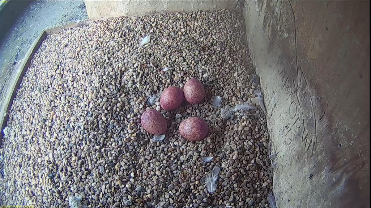 FaB Peregrines tweet media