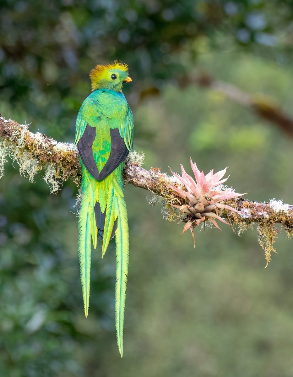 Barcelona Birding Point tweet media