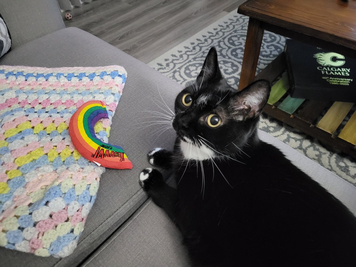 Zoe_thewondercat tweet media