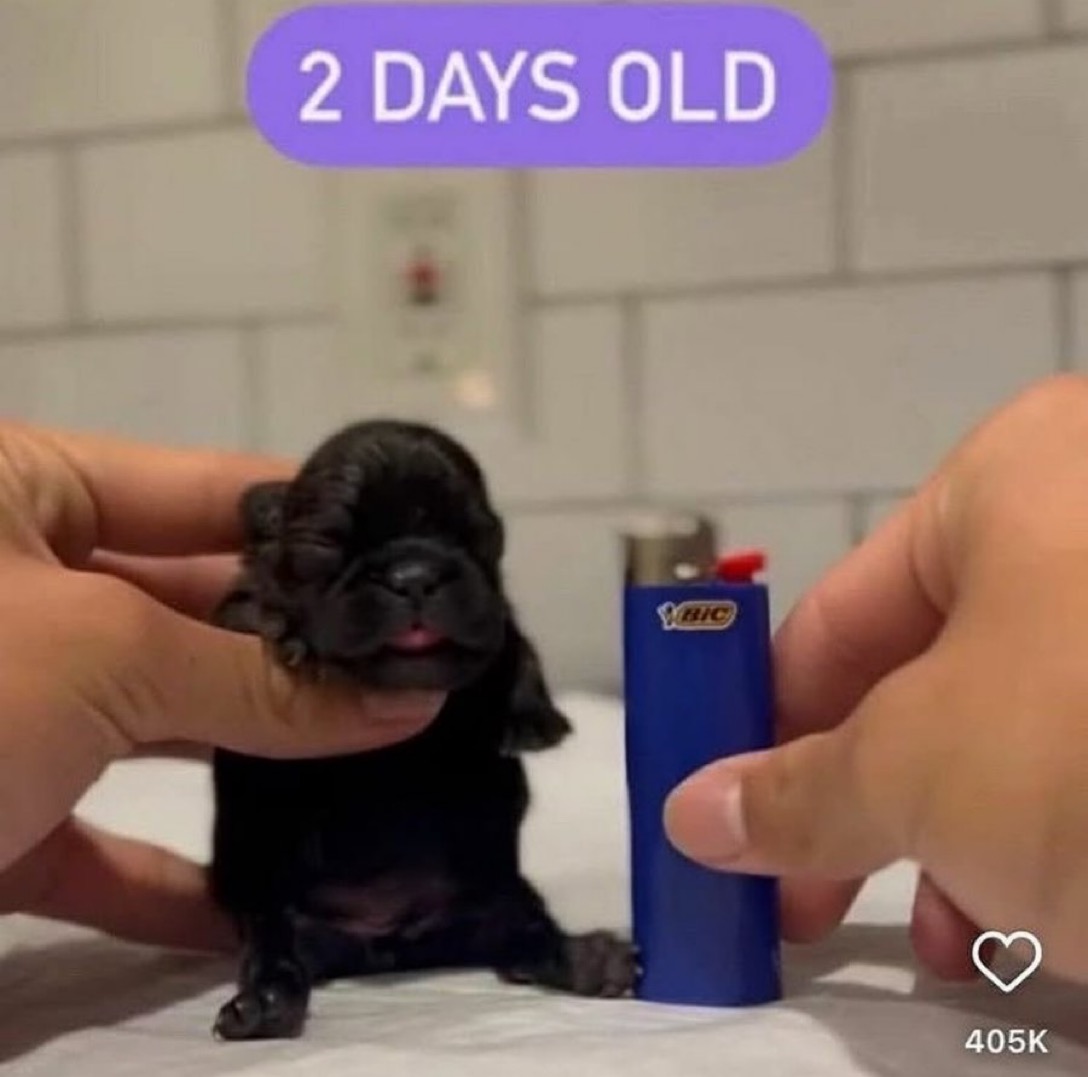 The Greatest Burger King Facts 🍉🐷👑 tweet media